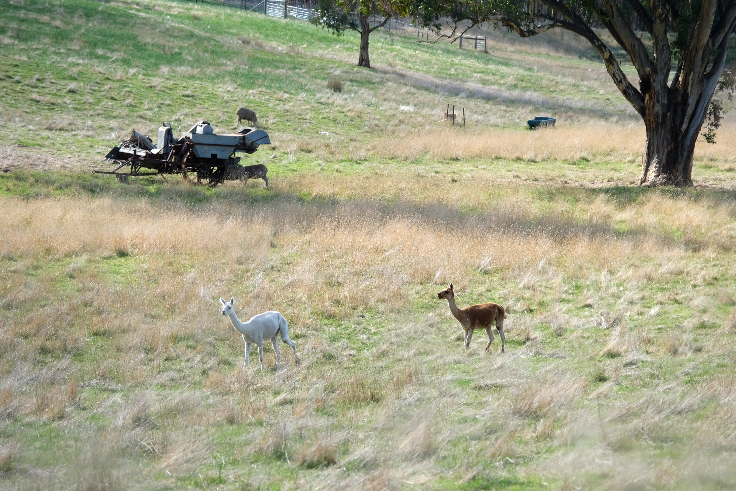 clare valley, south australia (4).webp